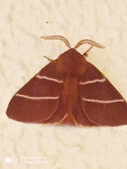 Macrothylacia digramma