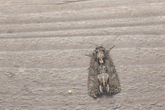 Dipterygina cupreotincta