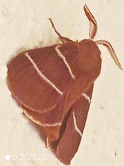 Macrothylacia digramma