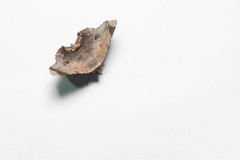 Mecodina albodentata