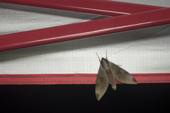 Acosmerycoides harterti