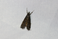 Langessa nomophilalis