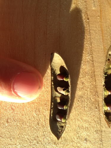 Broom Seed Beetle photo 5