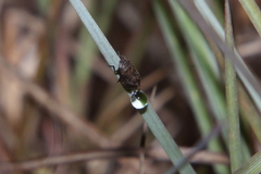 Lepyronia angulifera