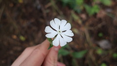 Silene latifolia