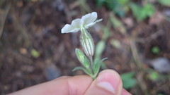 Silene latifolia