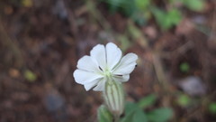 Silene latifolia