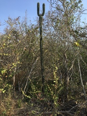 Stenocereus laevigatus