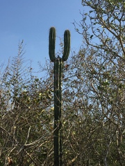 Stenocereus laevigatus