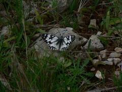 Melanargia occitanica