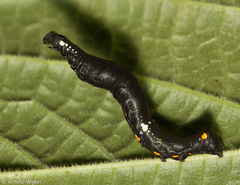Gonodonta