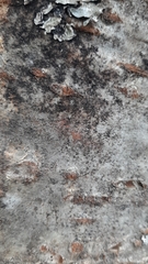 Naetrocymbe punctiformis