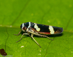 Macugonalia leucomelas