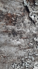 Naetrocymbe punctiformis