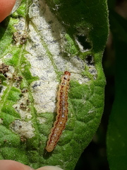 Rhectocraspeda periusalis