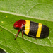 Sphenorhina rubra - Photo (c) Arnold Wijker, some rights reserved (CC BY-NC), uploaded by Arnold Wijker