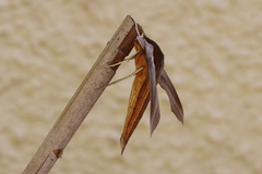 Xylophanes tersa