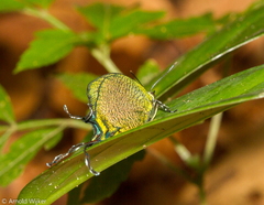 Arcas imperialis