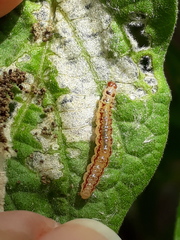 Rhectocraspeda periusalis