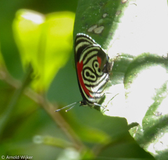 Diaethria clymena