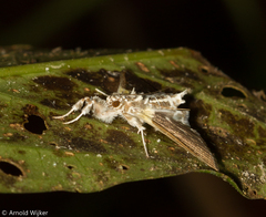 Apilocrocis novateutonialis