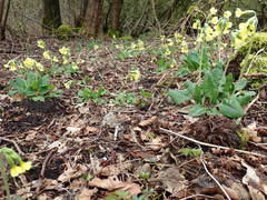 Primula elatior