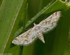 Parapoynx diminutalis