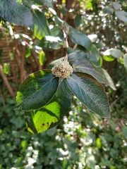 Callicarpa formosana