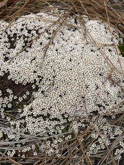 Pyxidanthera brevifolia