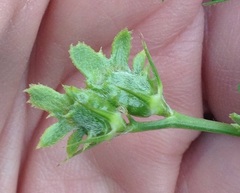 Onobrychis squarrosa