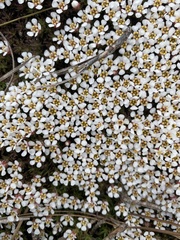 Pyxidanthera brevifolia