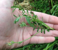 Onobrychis squarrosa