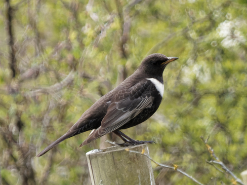 Ring Ouzel