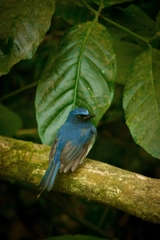 Cyornis pallidipes