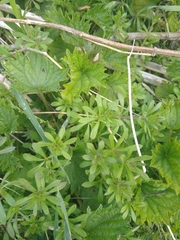 Galium aparine