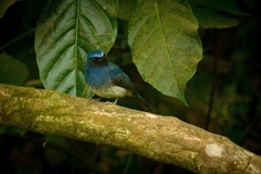 Cyornis pallidipes