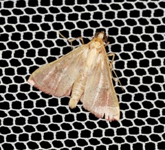 Endotricha repandalis