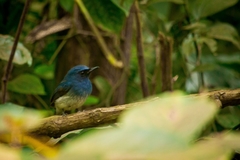 Cyornis pallidipes