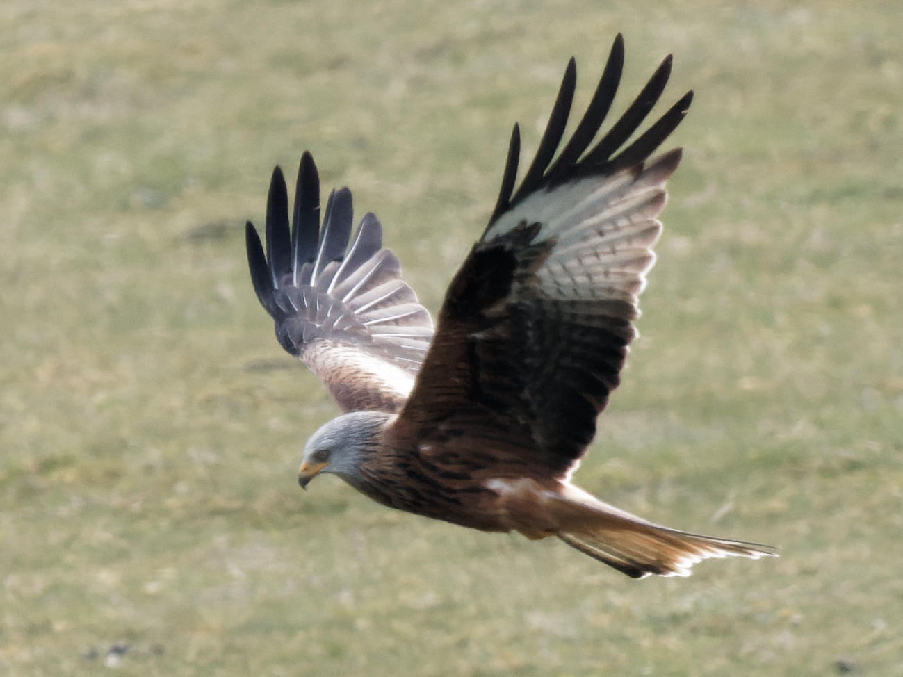 Red Kite (Milvus milvus)