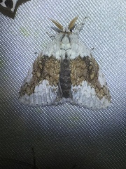 Dasychiroides pratti