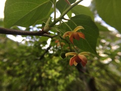 Schisandra arisanensis