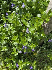Vinca major