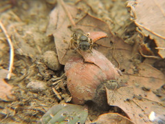 Lasioglossum marginatum