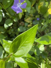 Vinca major