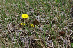 Tussilago farfara