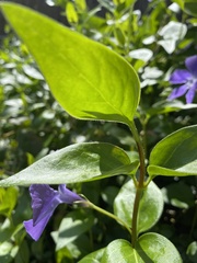 Vinca major
