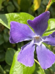 Vinca major
