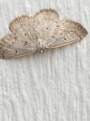 Lomographa glomeraria