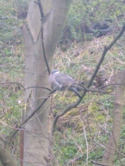 Columba palumbus