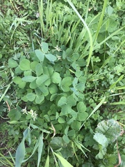 Trifolium incarnatum
